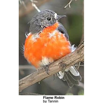 Australasian robin - Wikipedia