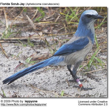 Florida Scrub Jay