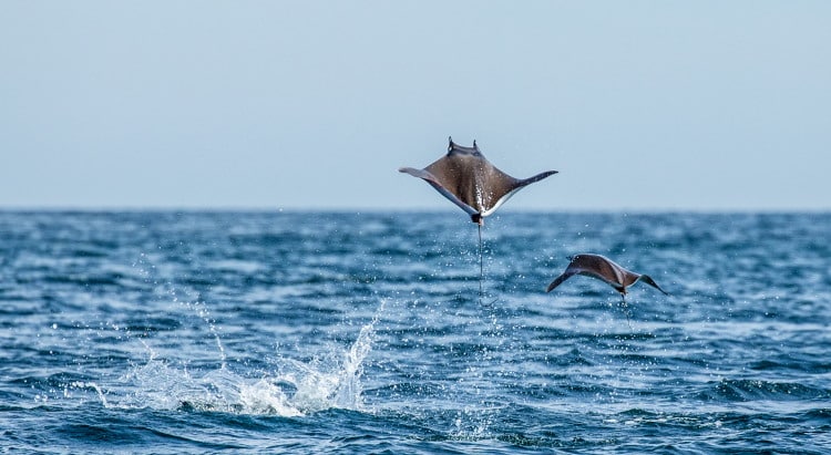 flying fish locomotion