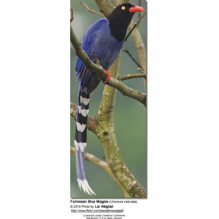 Formosan Blue Magpie