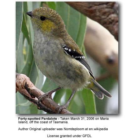 Fort-spotted Pardalote