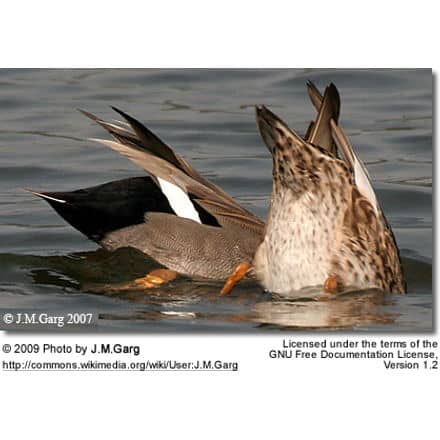 Gadwall Ducks (Male and Female) feeding