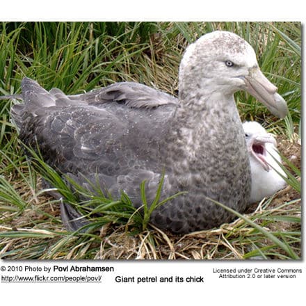 Giant petrel and its chick