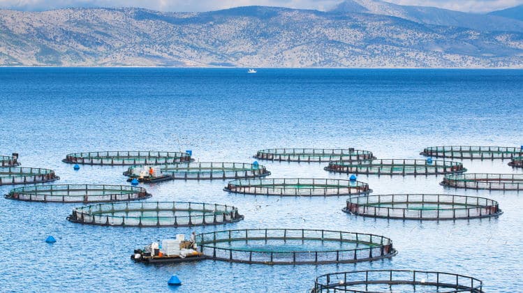 gmo fish farm feature