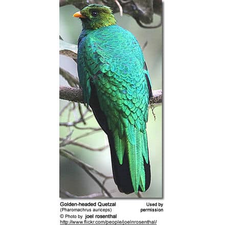 Golden-headed Quetzal