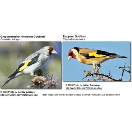 Goldfinch sub-species comparison