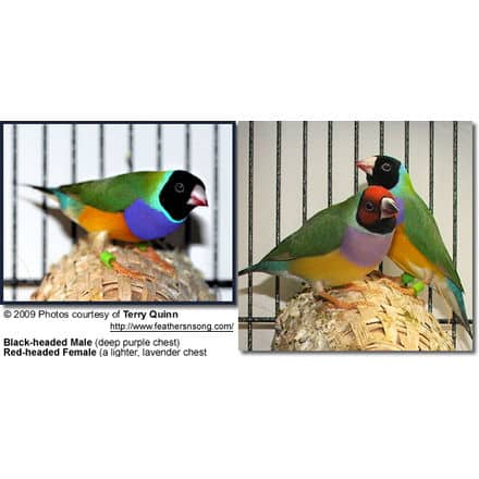 Pair of Gouldian Finches