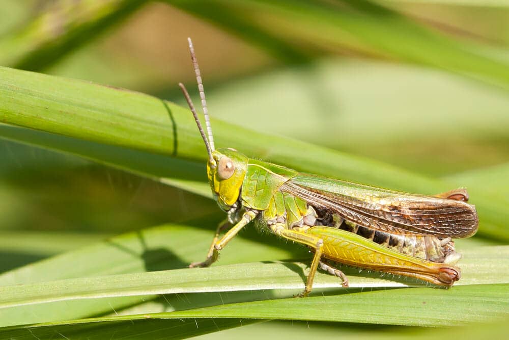 Grasshopper In The Grass