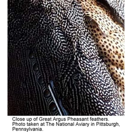 Close-up of Great Argus feathers