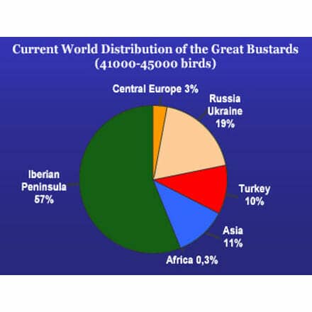 Population Trend of the Great Bustard