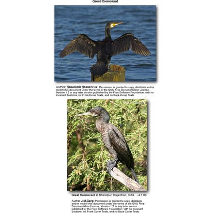 Great Cormorants