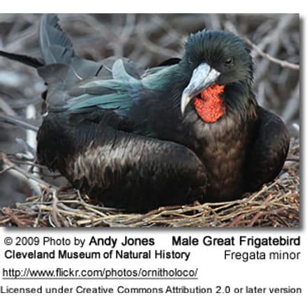 Greater Frigatebird