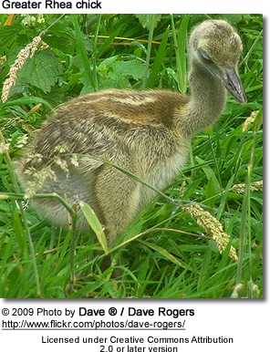 Greater Rhea chick
