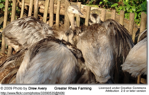 Greater Rhea Farming
