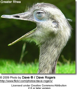 Greater Rhea side-view