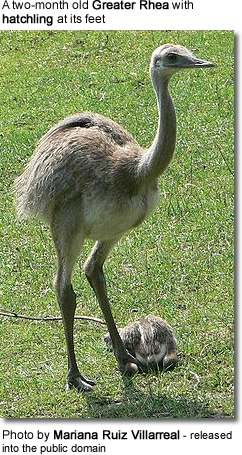 Greater Rhea with hatchling