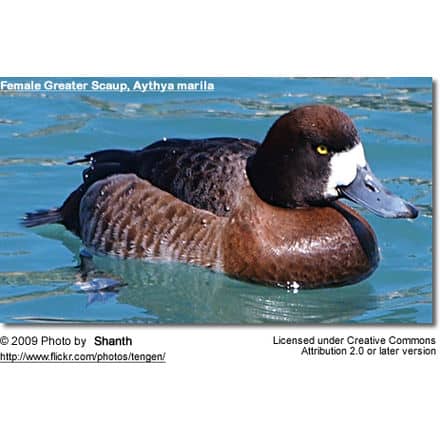 Female Greater Scaup