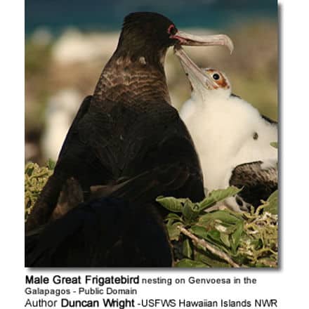 Male Great Frigatebird nesting on Genvoesa in the Galapagos - Public Domain
