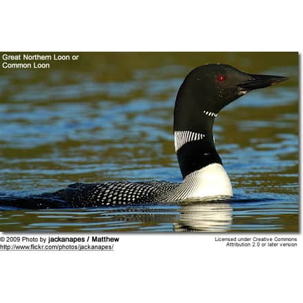 Great Northern Loon or Common Loon