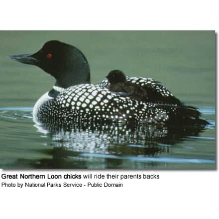 Great Common Loon with chick
