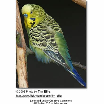 Budgerigar aka "Budgie" - One of the most popular pet birds and one of the best TALKING birds