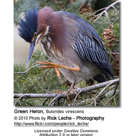 Green Heron, Butorides virescens