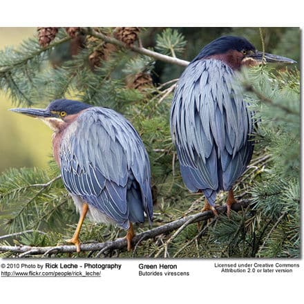 Green Herons