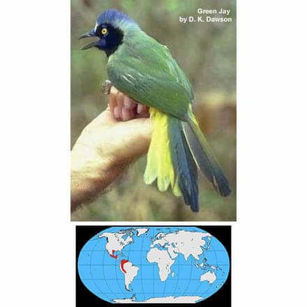 Green Jay and Distribution Map