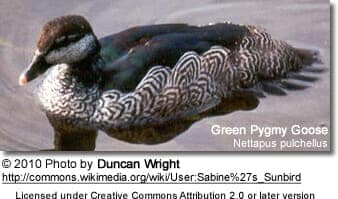 Green Pygmy Goose