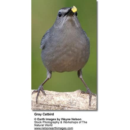 Grey Catbird