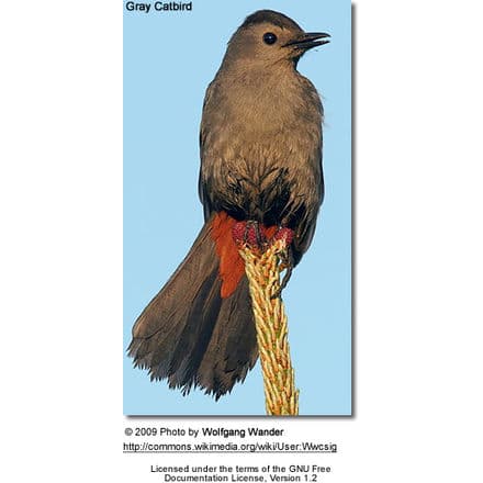 Grey Catbird