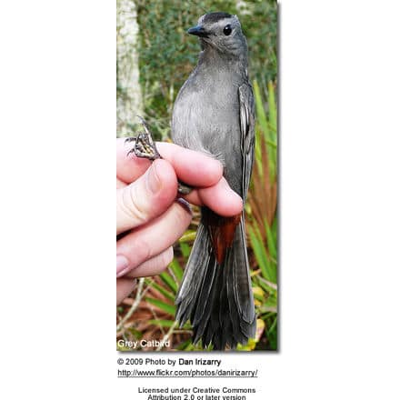 Grey Catbird being handled for banding (conservation)