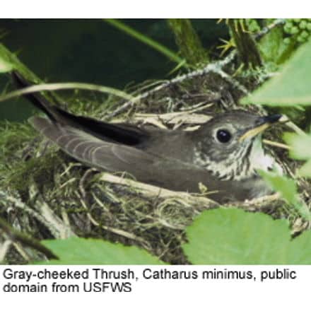 Gray-cheeked Thrush