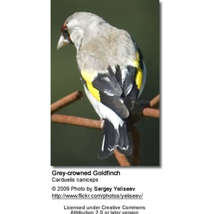 Grey-ground Goldfinches (aka Himalayan Goldfinch)