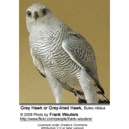 Grey Hawk