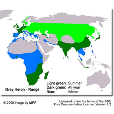 Grey Heron and Distribution Map