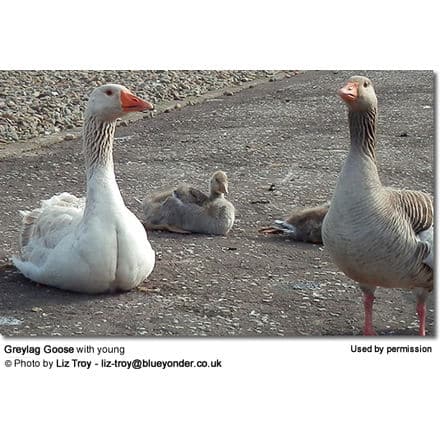 greylag goose