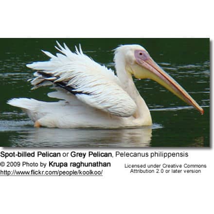 Spot-billed Pelican or Grey Pelican, Pelecanus philippensis