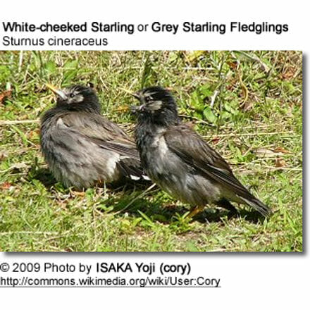 Grey-cheeked Fledglings