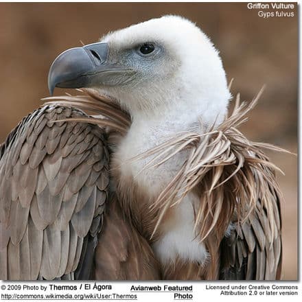 Eurasian griffon vulture - Wikipedia