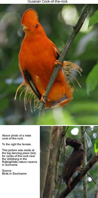 Guianan Cock-of-the-Rock