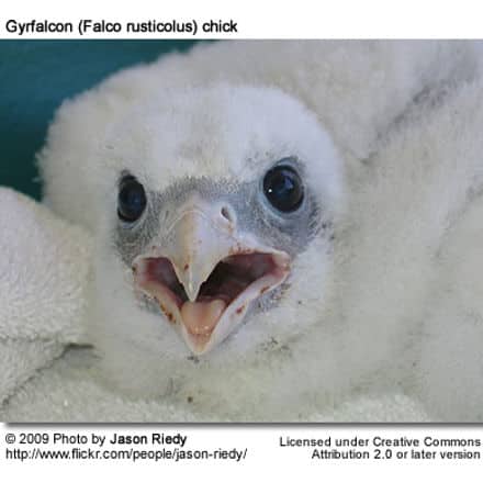 Gyrfalcon Chick
