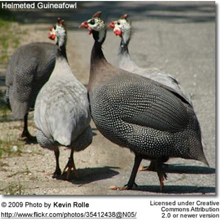 Helmeted Guinefowl