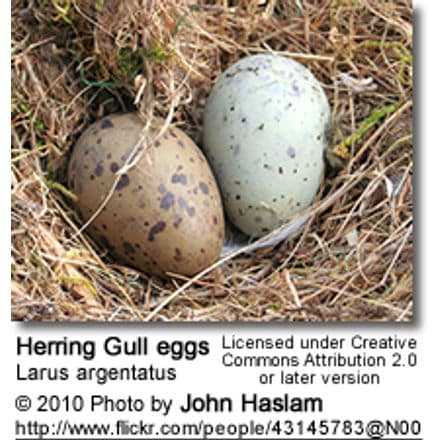 Herring Gull Eggs