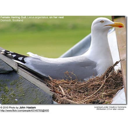 Female Herring Gull, Larus argentatus, on her nest