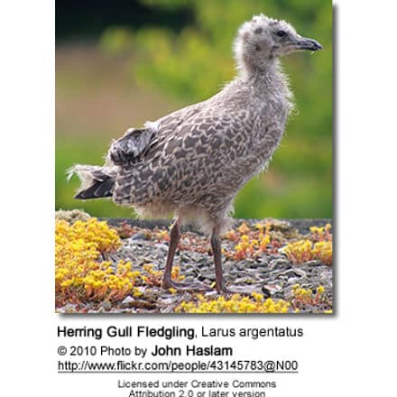Herring Gull Fledgling, Larus argentatus