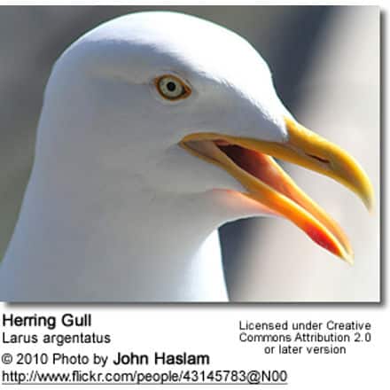 Herring Gull, Larus argentatus - head detail