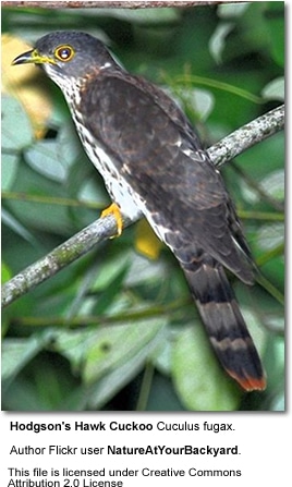Hodgson's Hawk-cuckoo