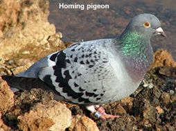 Homing Pigeon