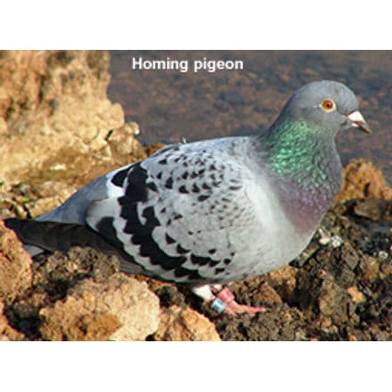 Homing Pigeon